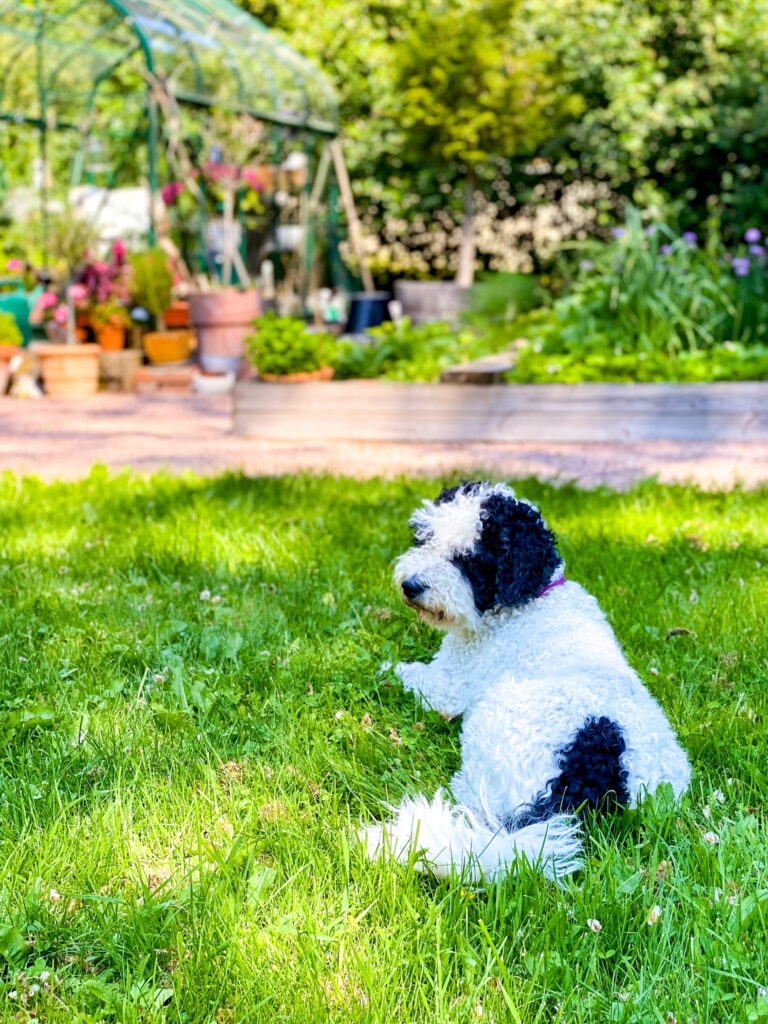 Lissu-koira seuraa aina puutarhahommiin
